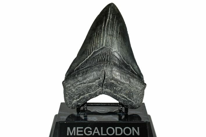 Fossil Megalodon Tooth - South Carolina #315446